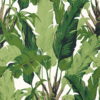 TRAVELERS PALM T10127